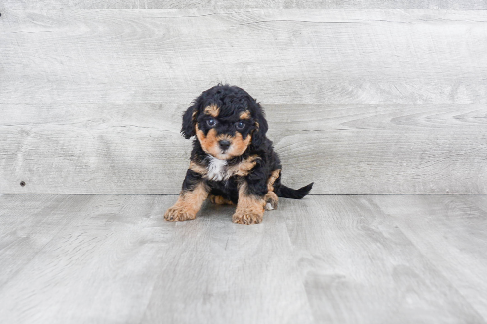 Friendly Maltipoo Baby