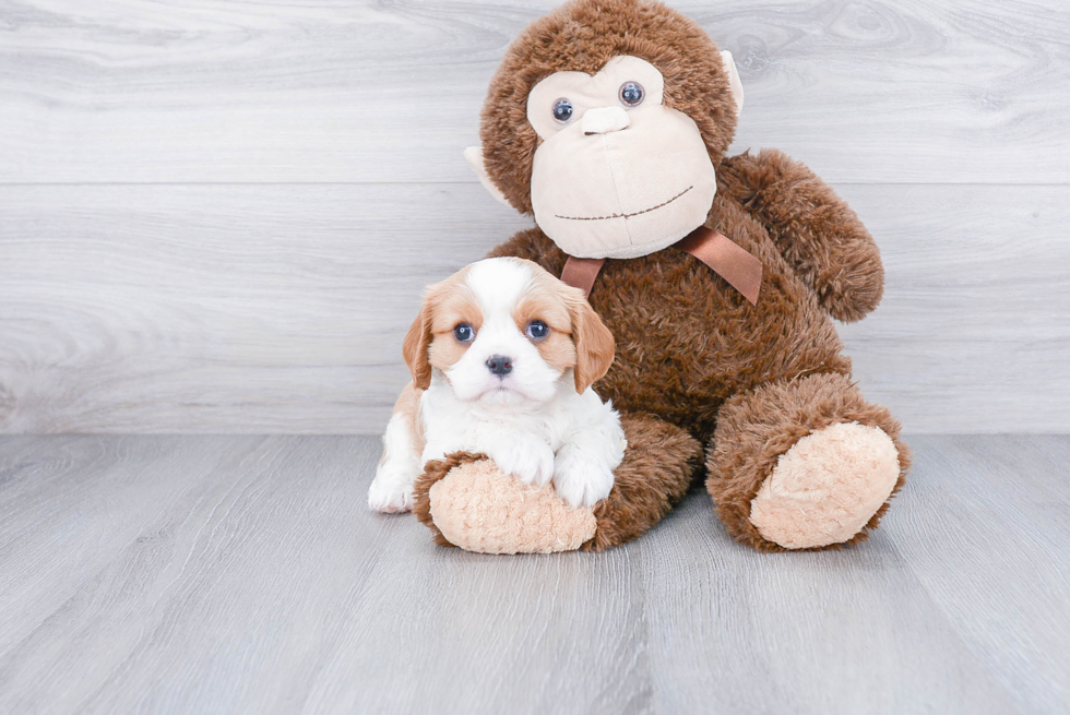 Funny Cavalier King Charles Spaniel Purebred Pup