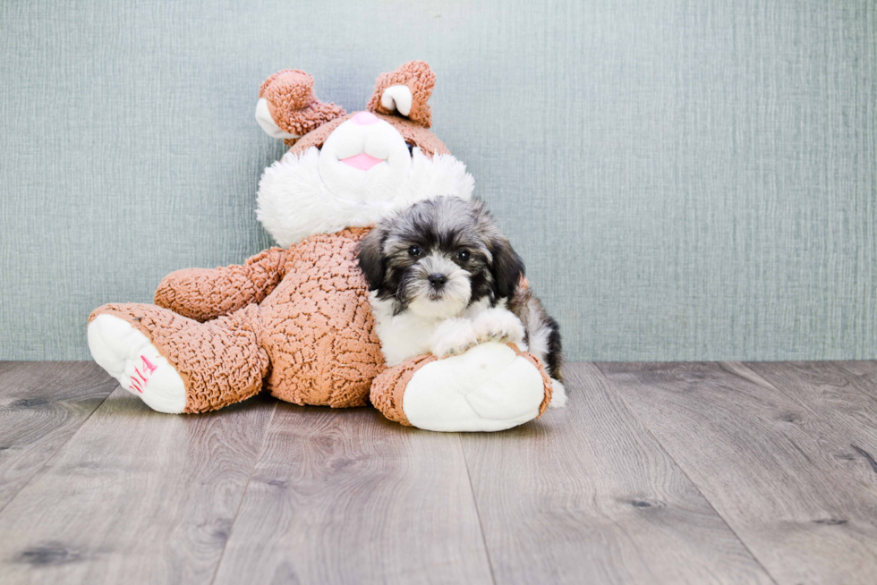 Teddy Bear Pup Being Cute