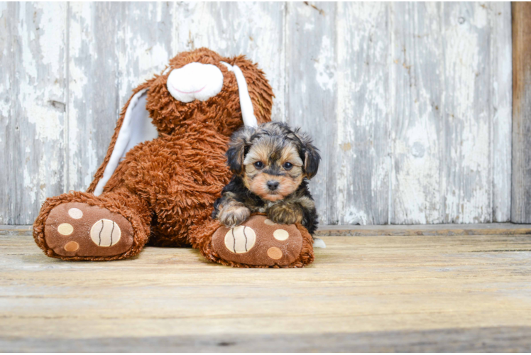 Playful Yorkie Doodle Poodle Mix Puppy