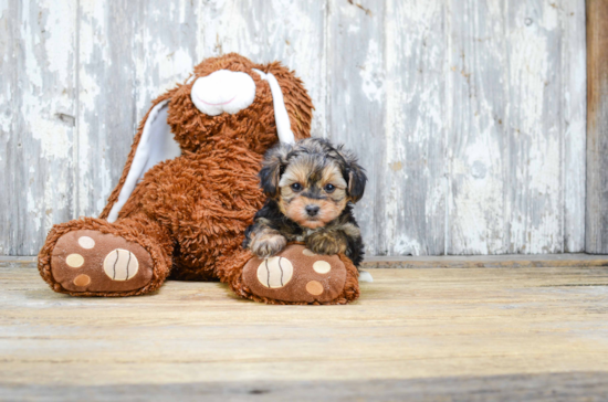 Playful Yorkie Doodle Poodle Mix Puppy