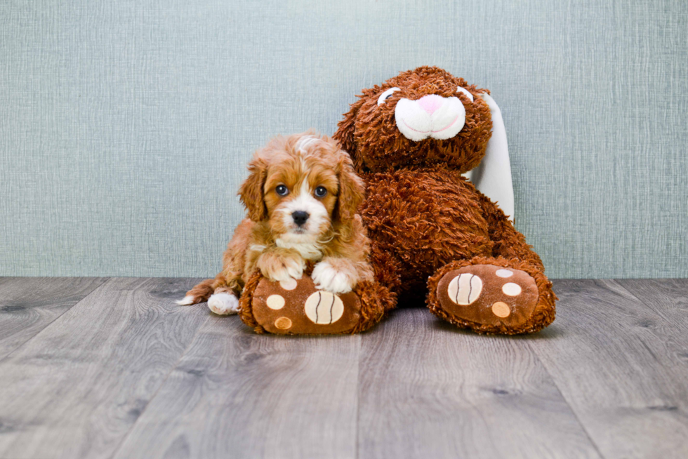 Cute Cavapoo Baby