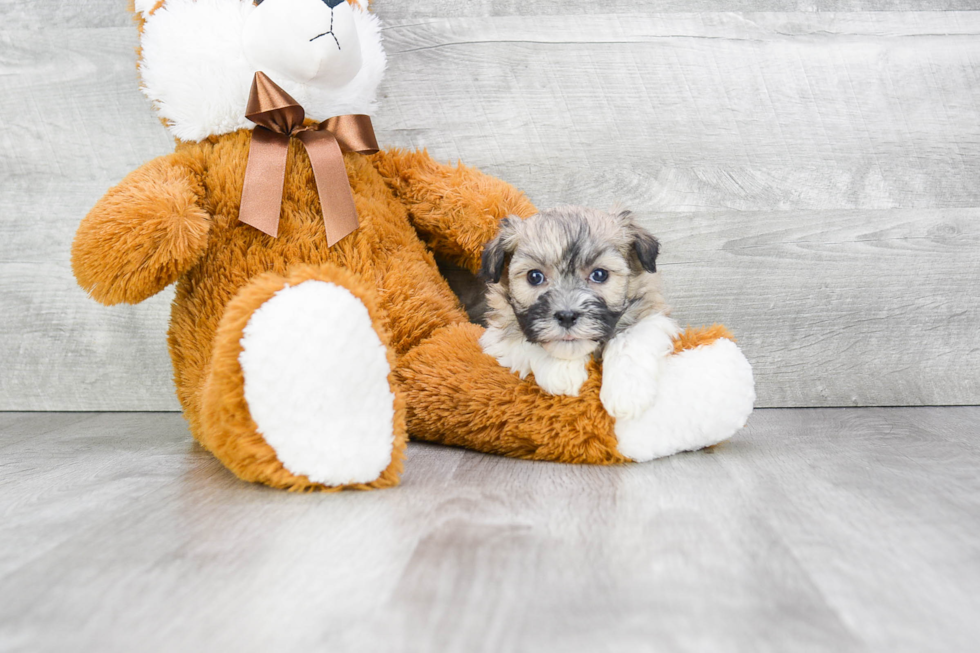 Little Havanese Purebred Pup