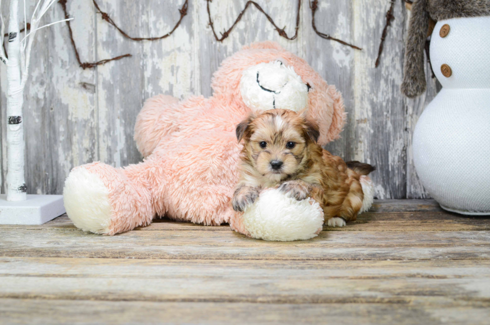 Small Morkie Baby