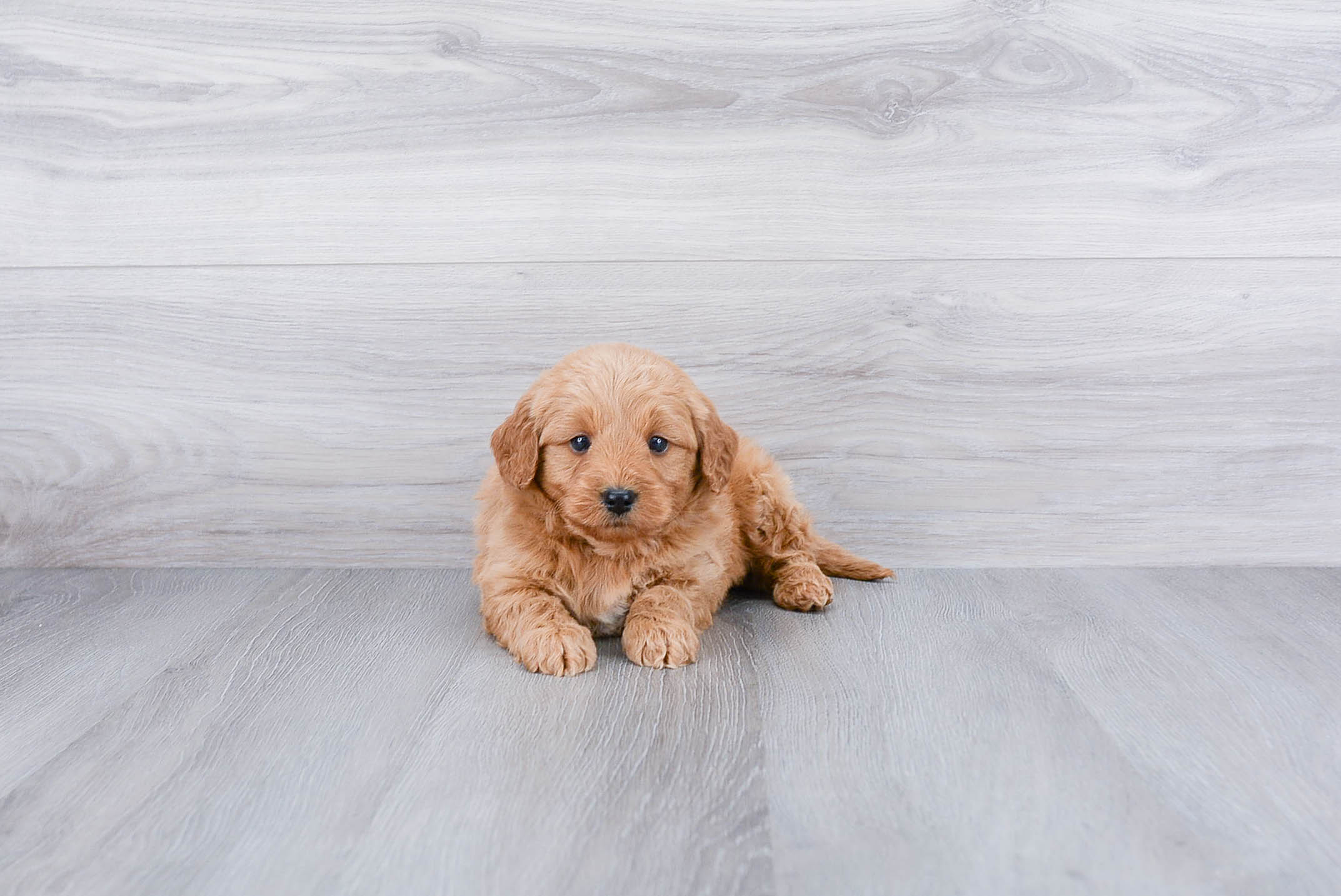 Mini Goldendoodle Puppy for Adoption