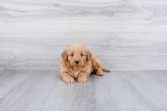 Mini Goldendoodle Puppy for Adoption