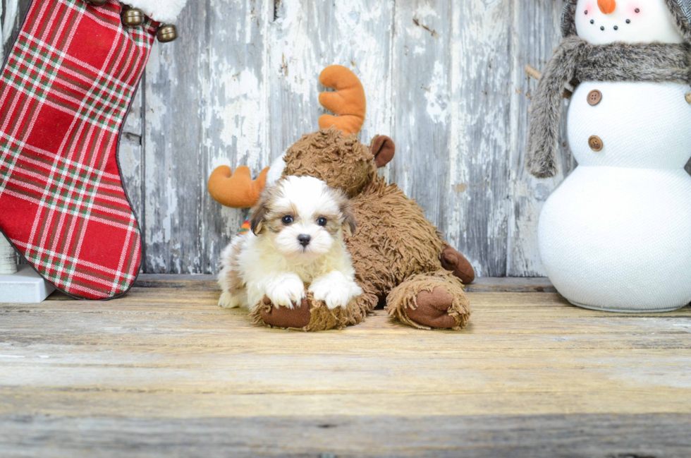 Fluffy Teddy Bear Designer Pup