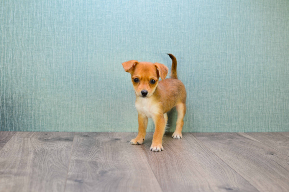 Cute Chorkie Mix Pup