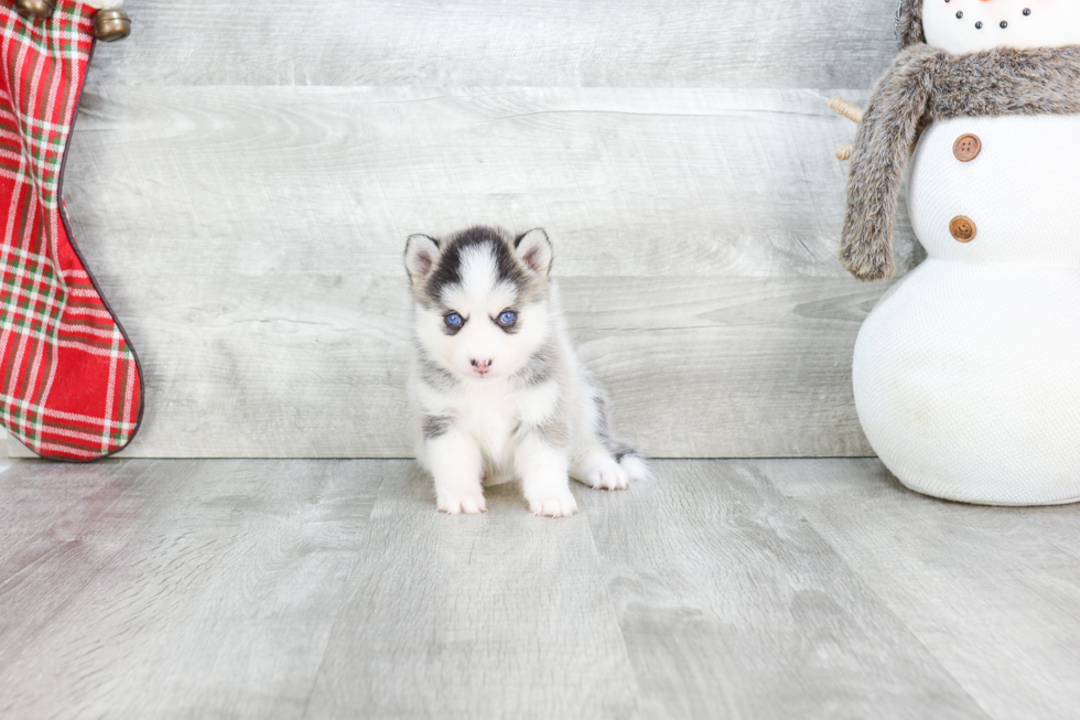 Best Pomsky Baby