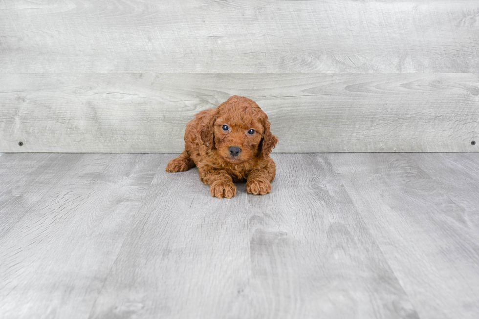 Mini Goldendoodle Puppy for Adoption