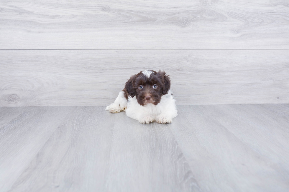 Mini Labradoodle Pup Being Cute