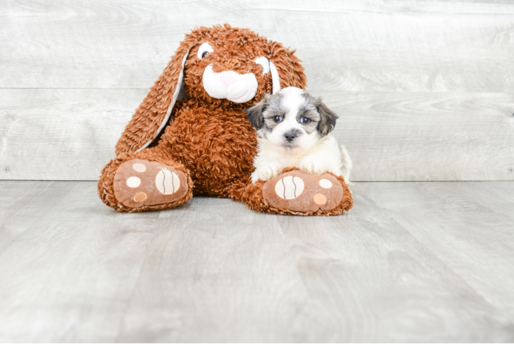 Friendly Teddy Bear Baby