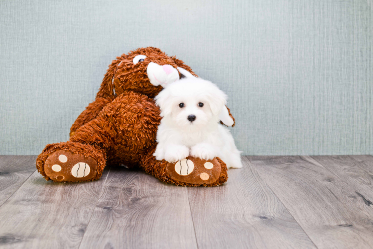 Little Maltese Purebred Pup