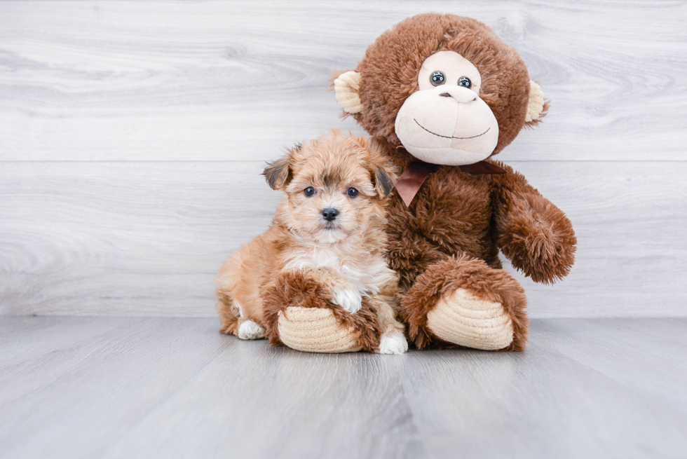 Friendly Morkie Baby