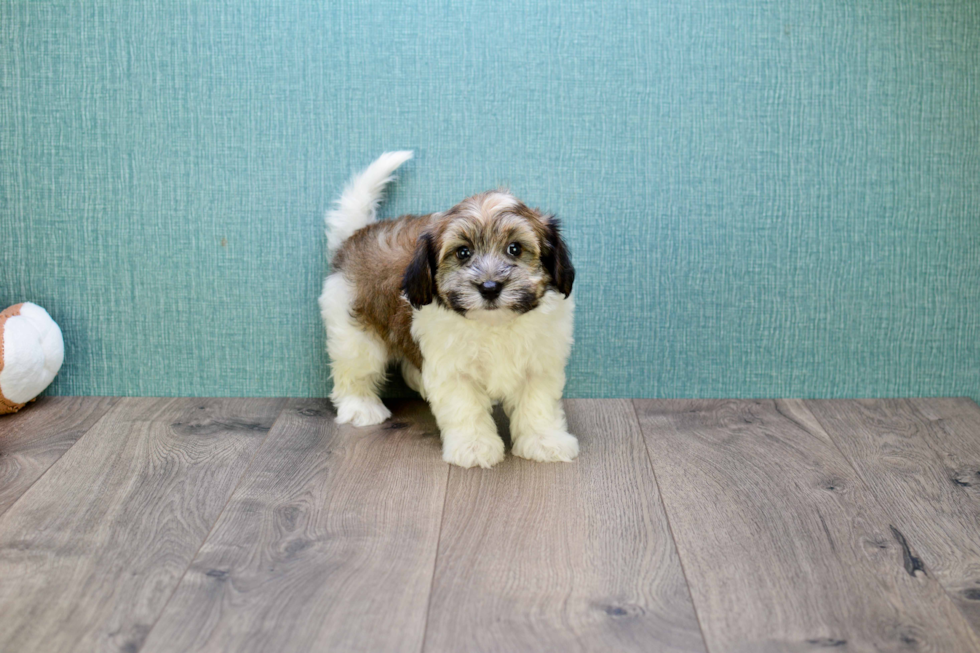 Havanese Puppy for Adoption