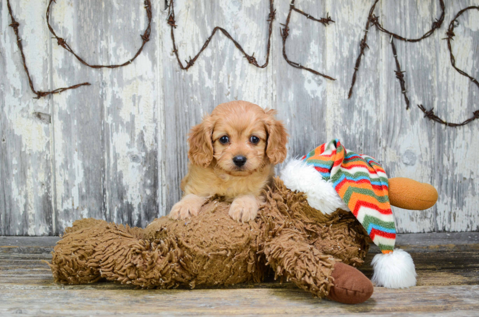 Cavapoo Puppy for Adoption