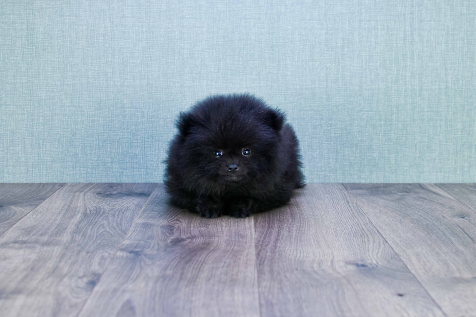 Funny Pomeranian Purebred Pup