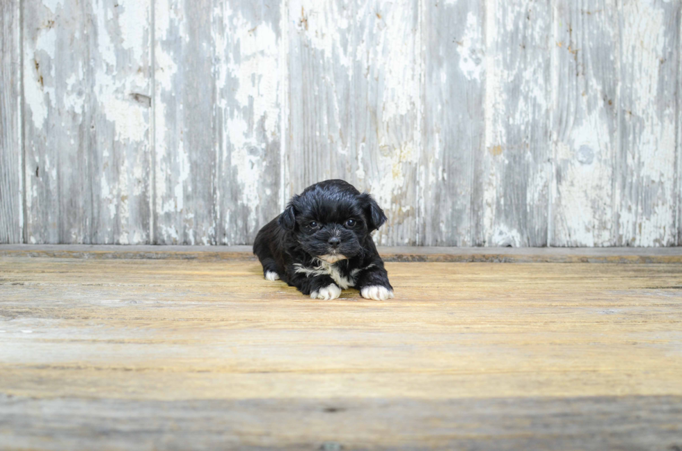 Adorable Shorkie Designer Puppy