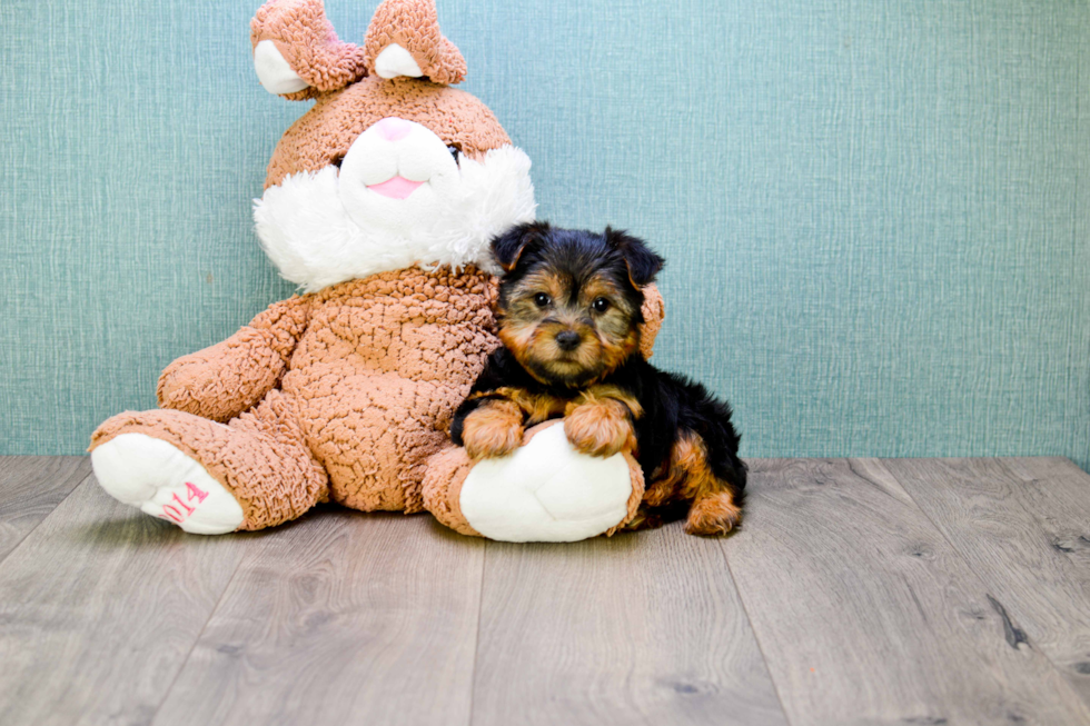 Meet Snickers - our Yorkshire Terrier Puppy Photo 