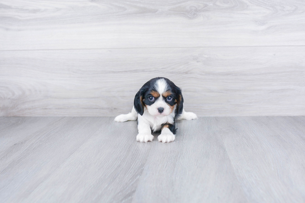 Cavalier King Charles Spaniel Pup Being Cute