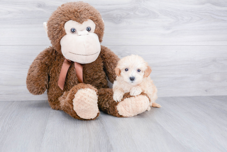 Playful Maltepoo Poodle Mix Puppy
