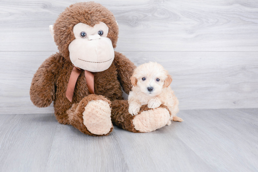 Playful Maltepoo Poodle Mix Puppy