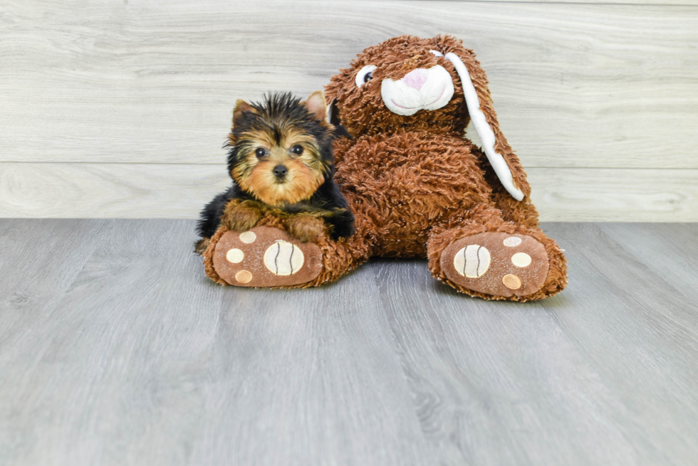 Meet Twinkle - our Yorkshire Terrier Puppy Photo 