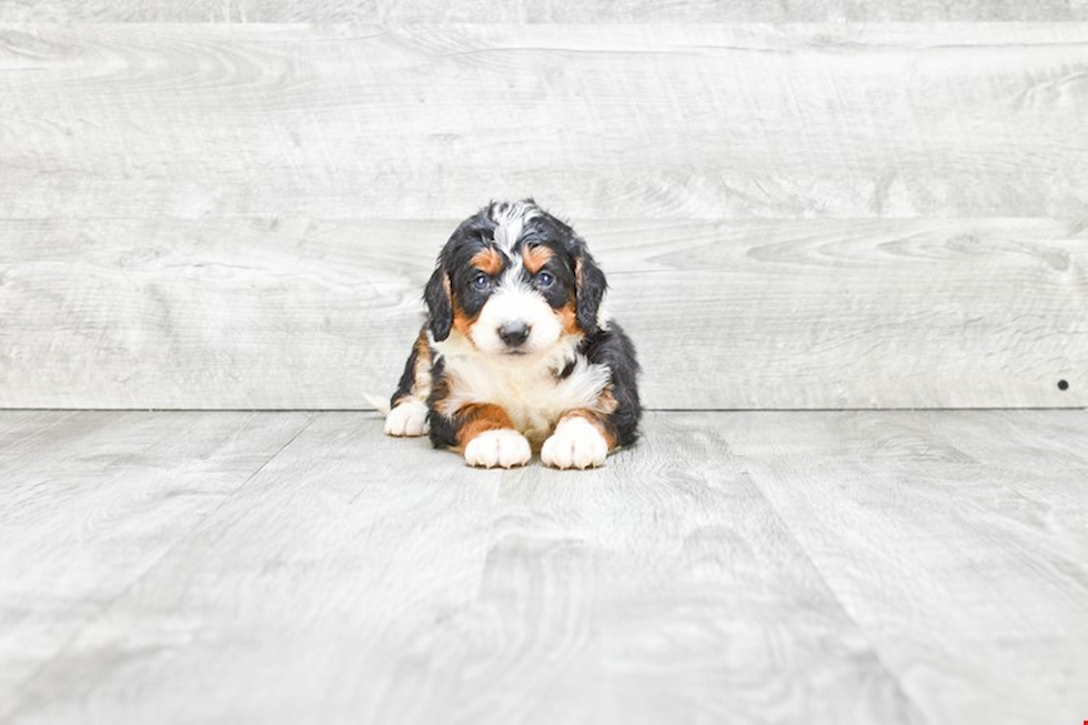 Best Mini Bernedoodle Baby