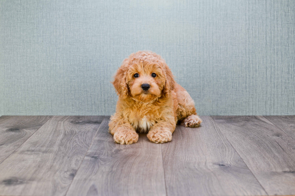 Mini Goldendoodle Pup Being Cute