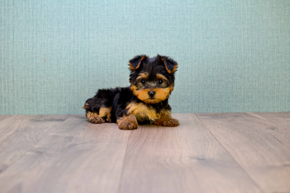 Meet Bella - our Yorkshire Terrier Puppy Photo 