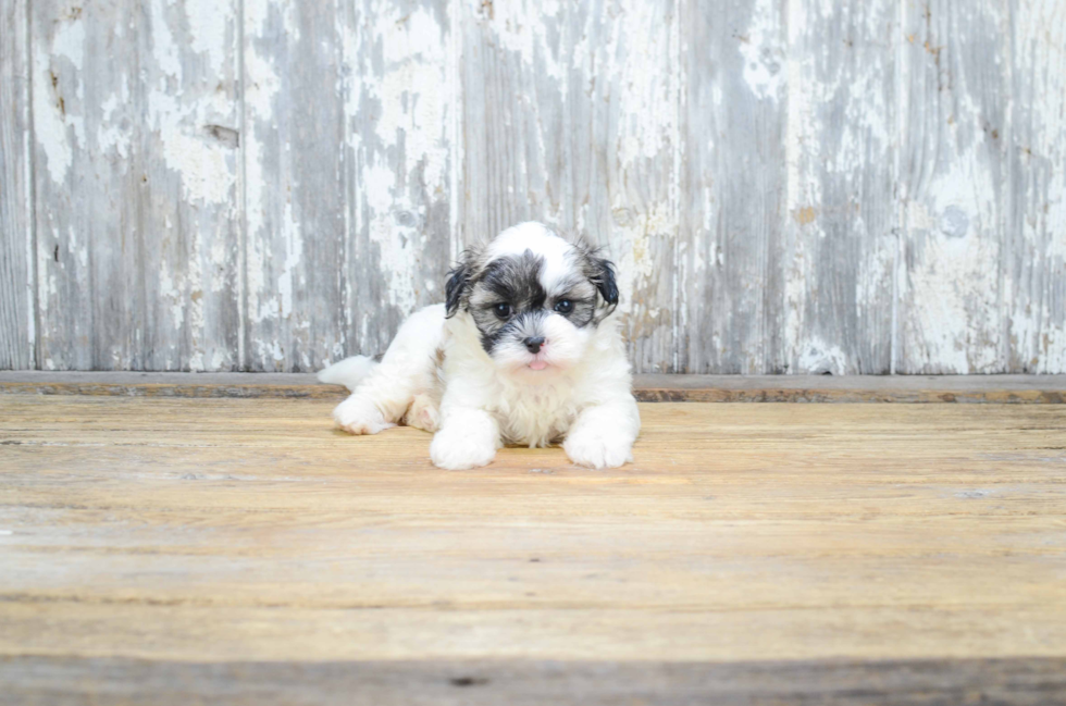 Teddy Bear Pup Being Cute