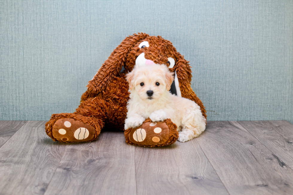 Maltipoo Pup Being Cute