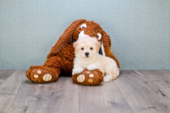 Maltipoo Pup Being Cute