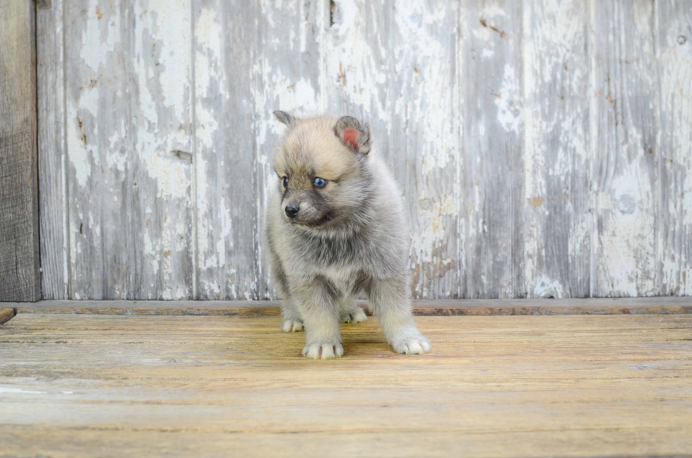 Hypoallergenic Mini Husky Designer Puppy