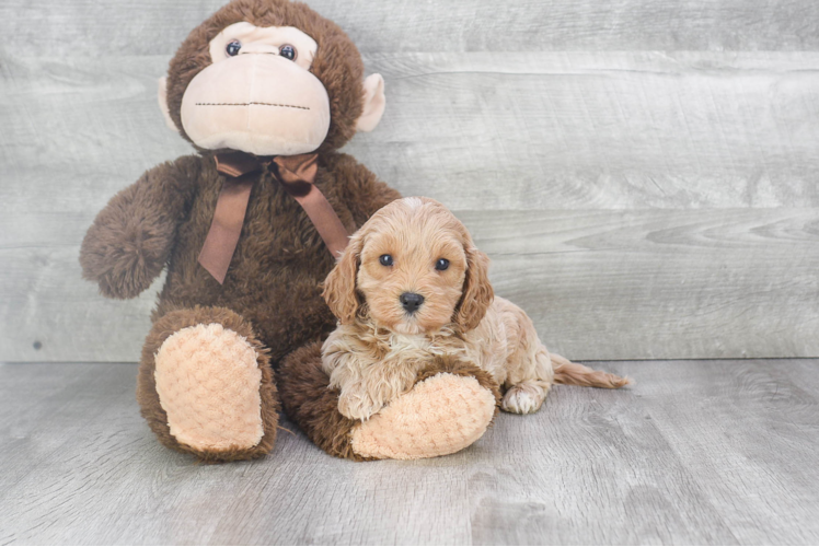 Friendly Cavapoo Baby