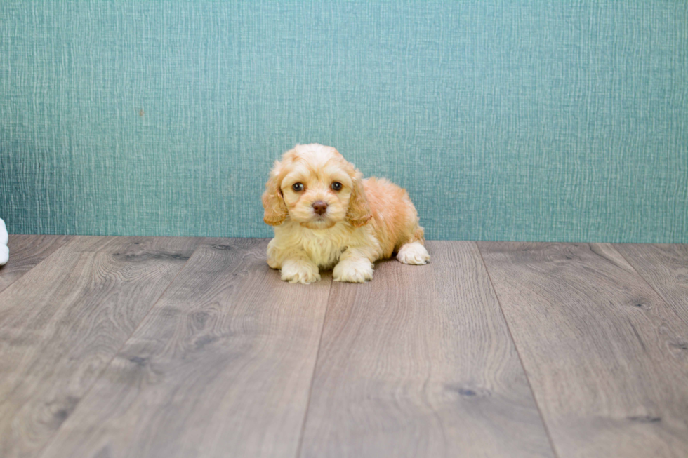 Cute Cavapoo Baby