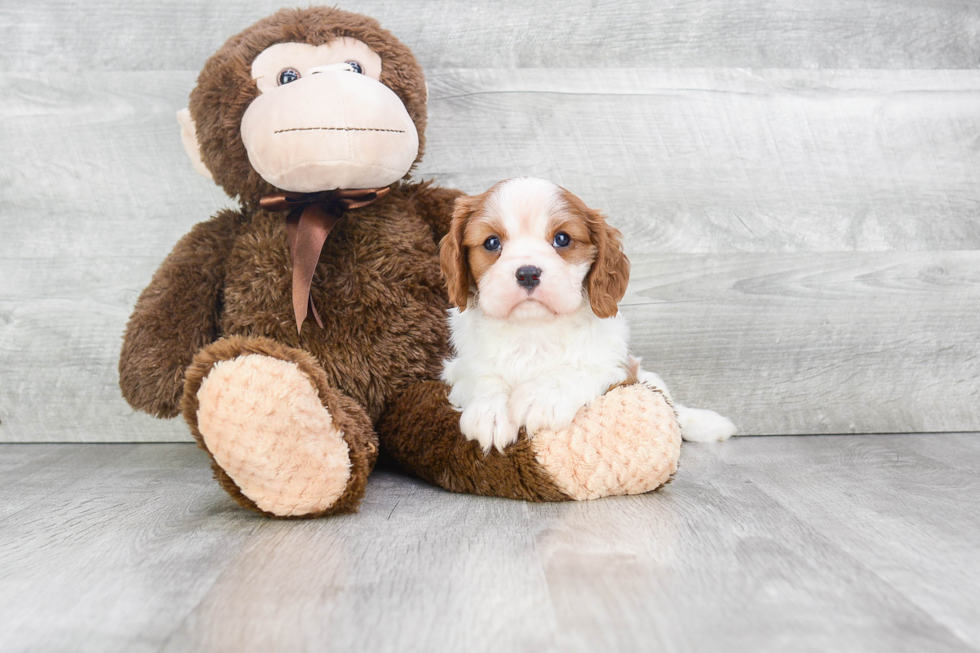 Hypoallergenic Cavalier King Charles Spaniel Purebred Pup