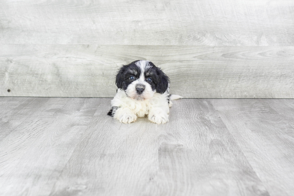 Energetic Havanese Purebred Puppy