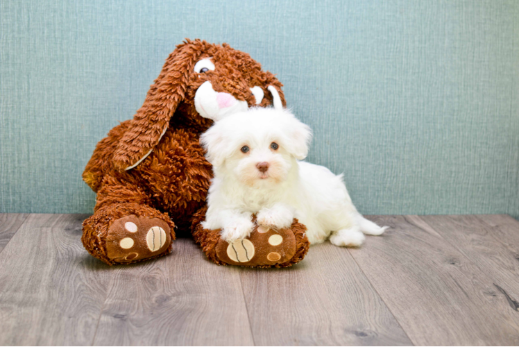 Best Havanese Baby