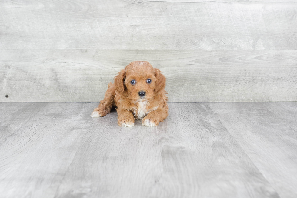 Fluffy Cavapoo Poodle Mix Pup