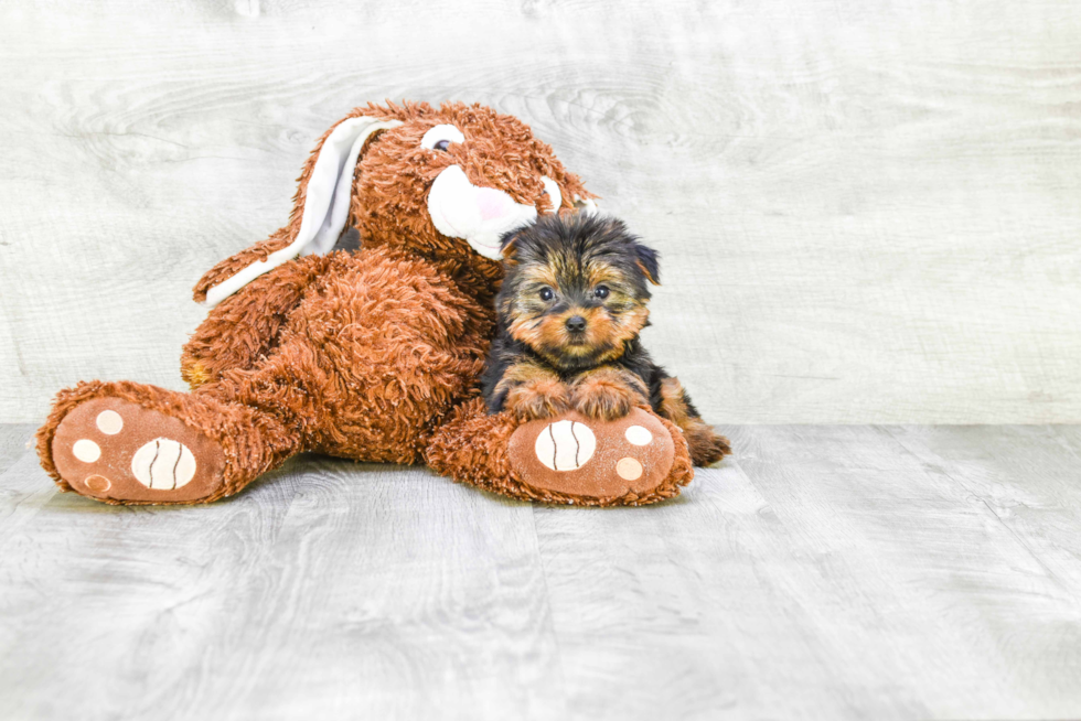 Meet Jeremy - our Yorkshire Terrier Puppy Photo 