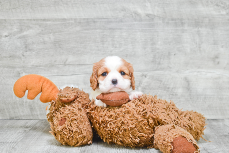 Cavalier King Charles Spaniel Pup Being Cute