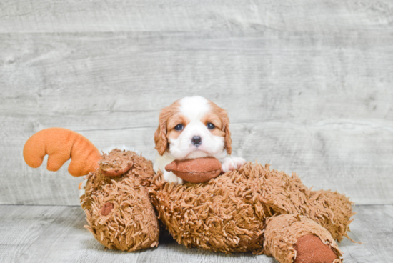 Cavalier King Charles Spaniel Pup Being Cute