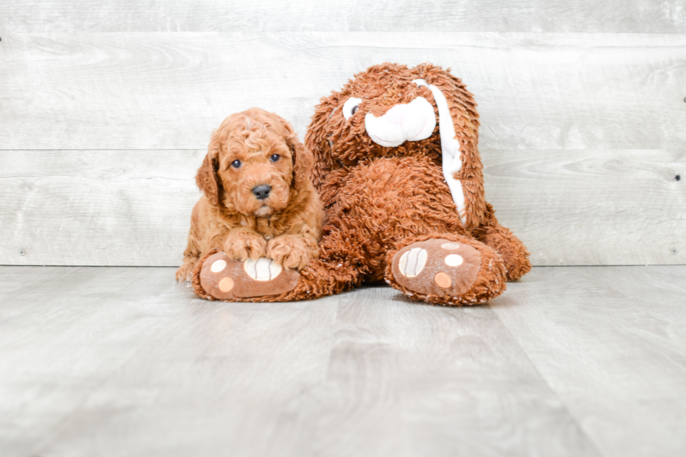 Mini Goldendoodle Pup Being Cute