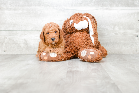 Mini Goldendoodle Pup Being Cute