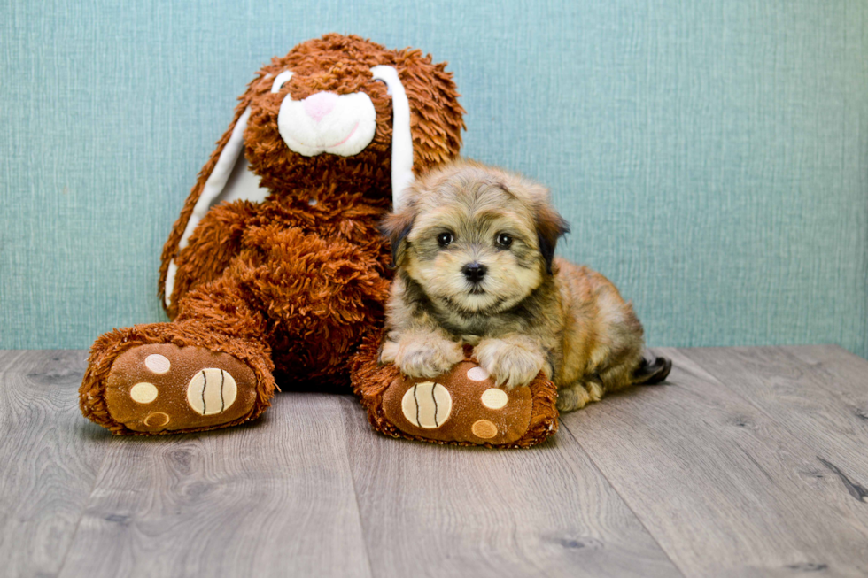 Teddy Bear Pup Being Cute