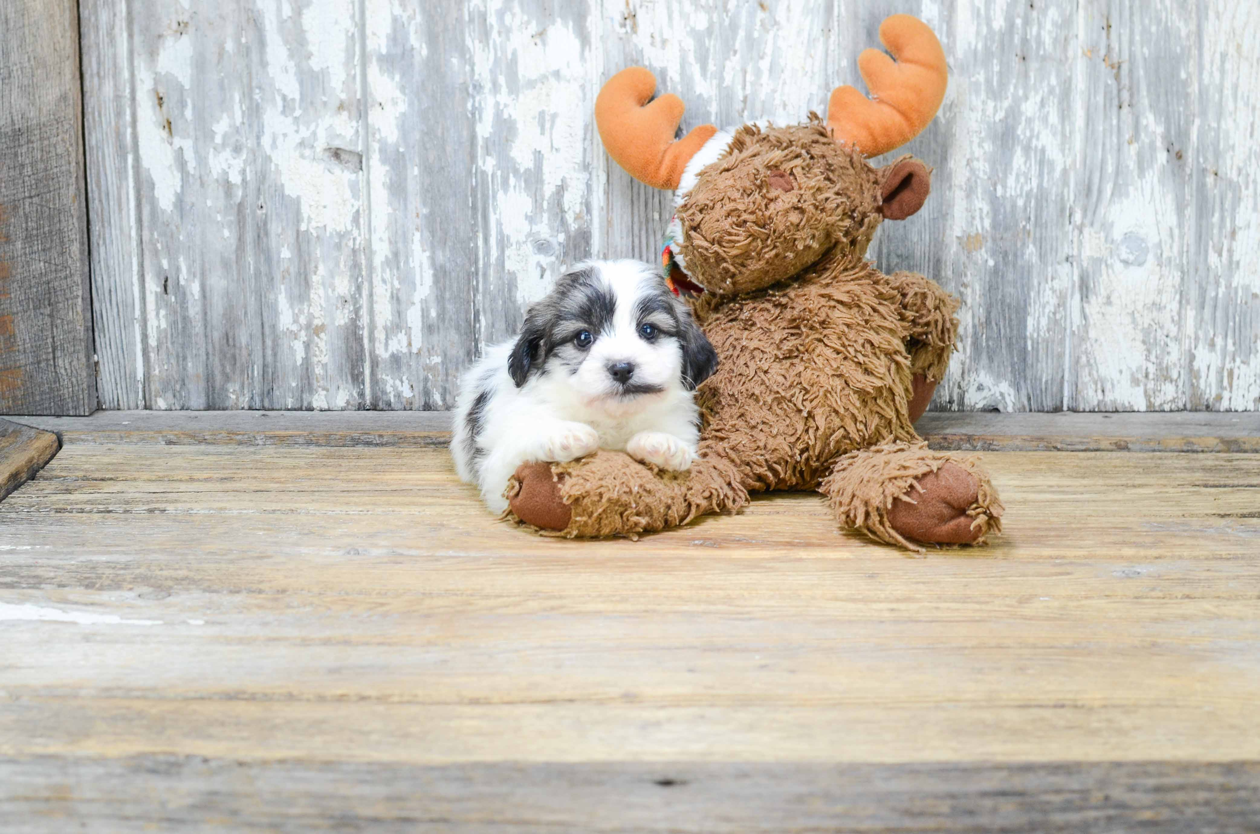 Teddy Bear Puppy for Adoption
