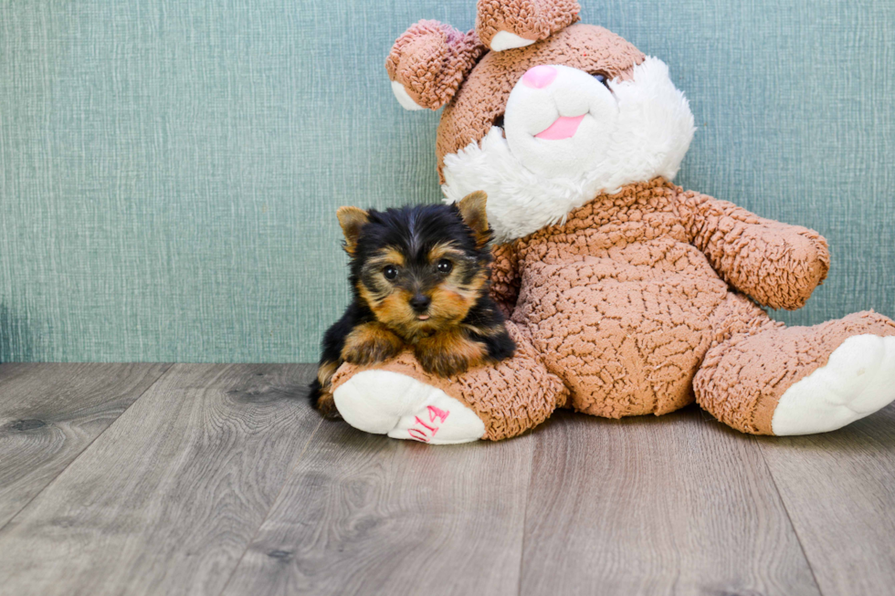 Meet Ronaldo - our Yorkshire Terrier Puppy Photo 