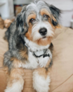 Mini Bernedoodle Puppies