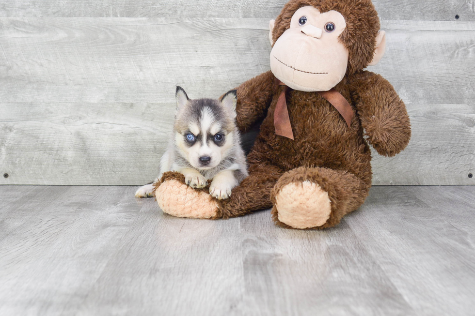 Pomsky Puppy for Adoption